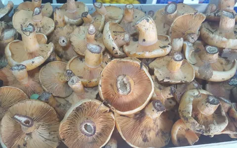 Rovellons en Castellano: Todos los Nombres del Níscalo en España