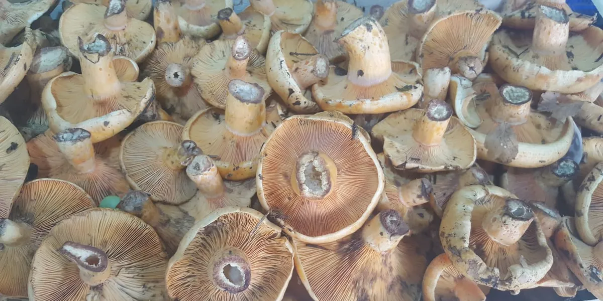 Rovellons en Castellano: Todos los Nombres del Níscalo en España