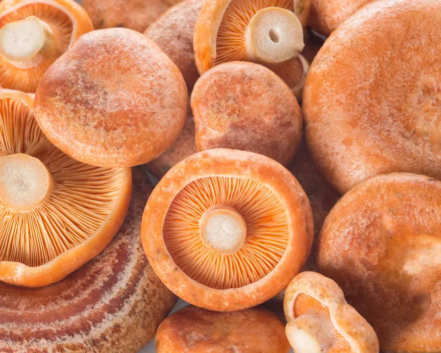 Sombrero anaranjado de Lactarius deliciosus con anillos concéntricos