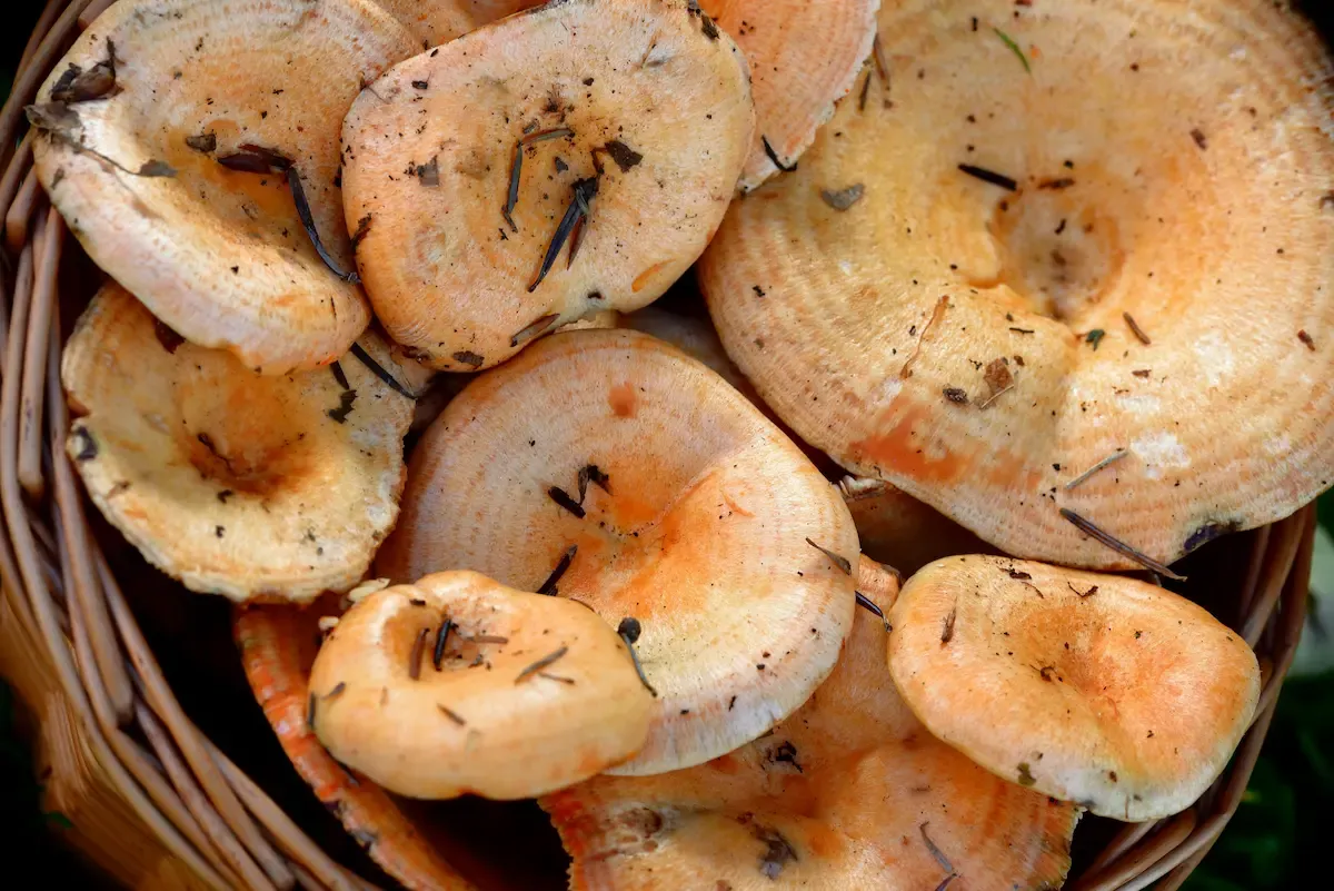 Níscalos anaranjados entre musgo y hojas del pinar