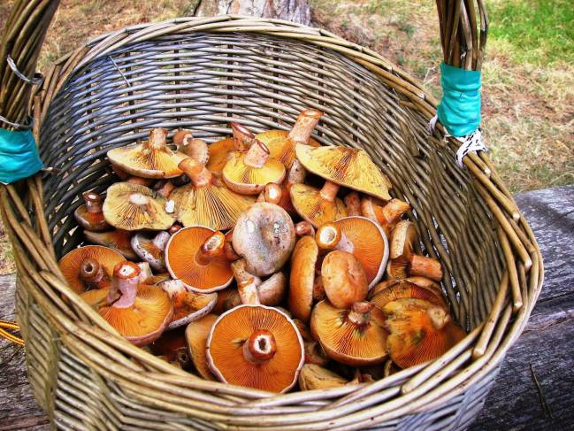 Consejos para Recolectar Níscalos: Guía de Expertos Micólogos