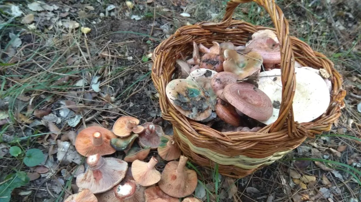 Legislación de Recolección de Setas en España: Normativa Actualizada