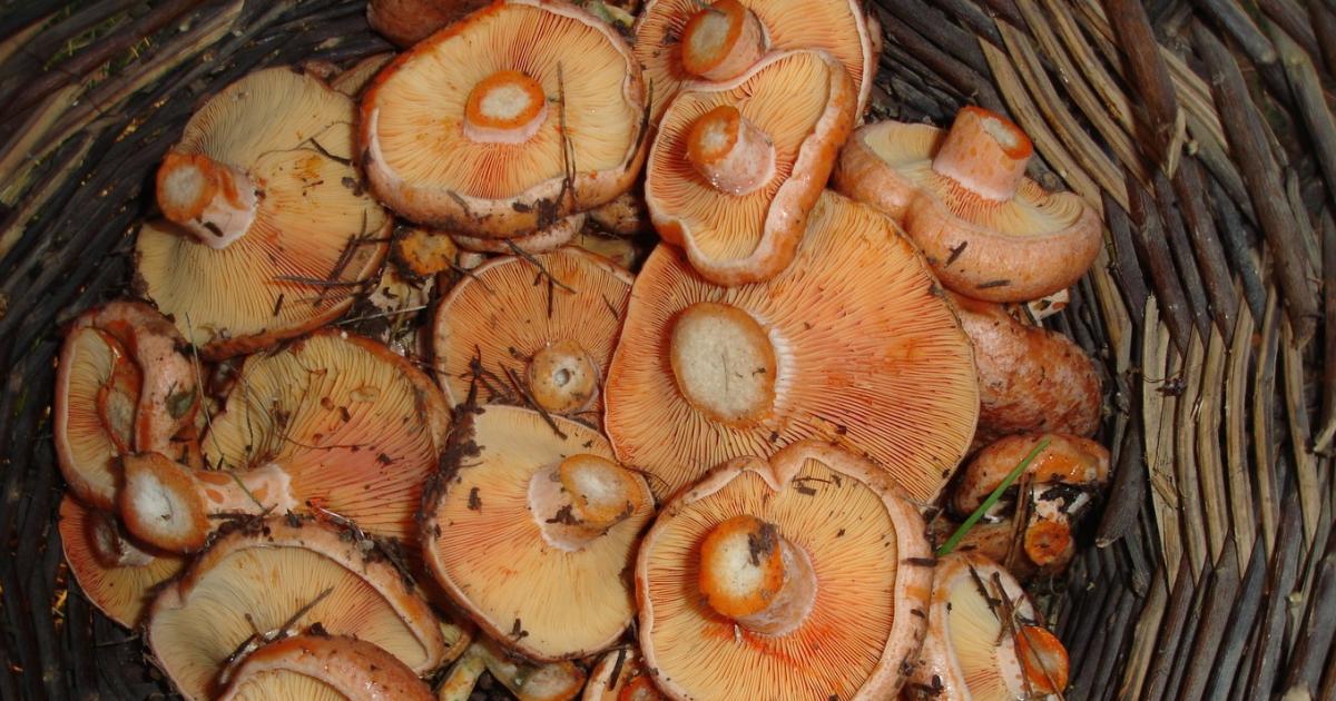 Temporada de Níscalos: Cuándo y Dónde Buscar Estas Setas